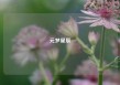 元梦星辰