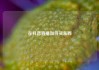 在抖音直播如何买东西