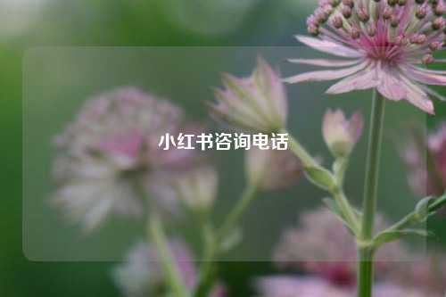 小红书咨询电话  第1张