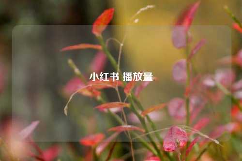 小红书 播放量  第1张